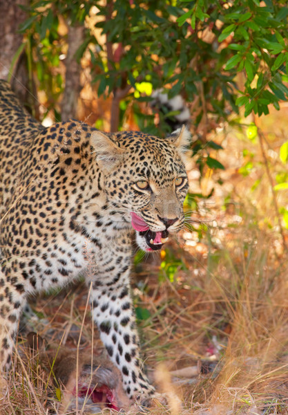 Leopard саванна лице еды песок ЮАР Сток-фото © hedrus