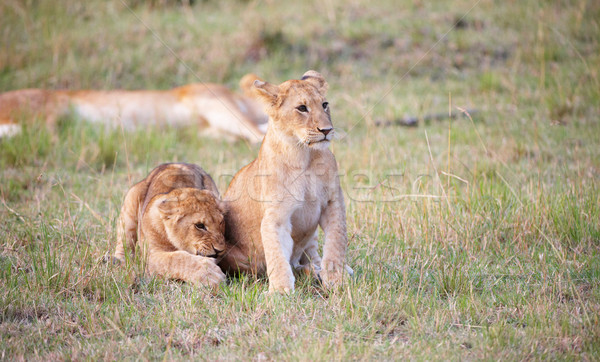 Lion cubs (panthera leo) close-up Stock photo © hedrus