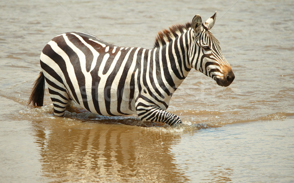 зебры африканских реке природы резерв ЮАР Сток-фото © hedrus