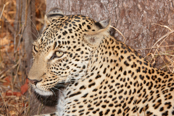 Leopard odihna natură rezerva Africa de Sud Imagine de stoc © hedrus