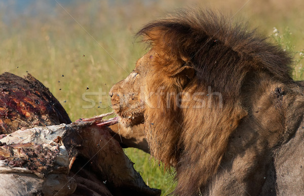 лев еды добыча Flying вокруг саванна Сток-фото © hedrus