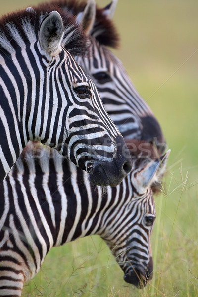 Photo stock: Trois · zèbres · savane · nature · réserve · Afrique · du · Sud
