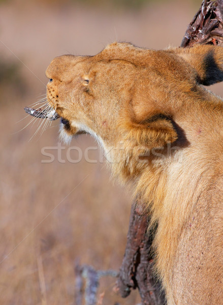 Lion (panthera leo) scratching her head Stock photo © hedrus