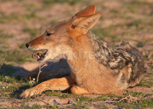 Eszik bot Dél-Afrika zöld Afrika állat Stock fotó © hedrus