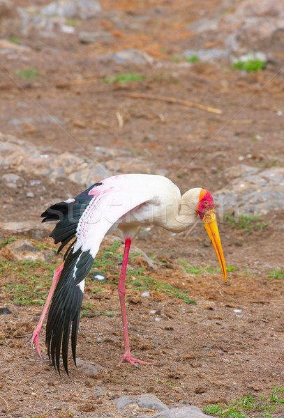 Yellow-billed stork (Mycteria ibis) Stock photo © hedrus