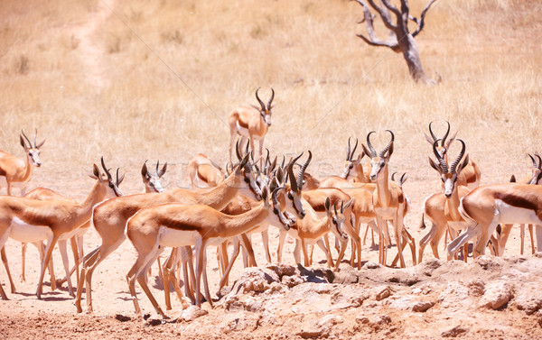 Large herd of Springbok (Antidorcas marsupialis) Stock photo © hedrus