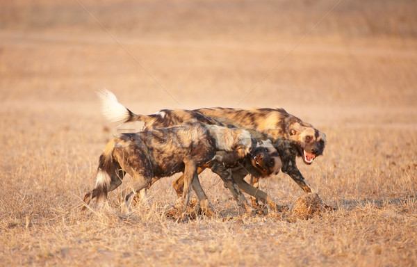 African Hund Hunde sehr gefährdete Arten Stock foto © hedrus