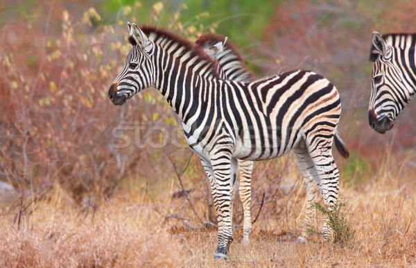 Stok fotoğraf: Zebralar · Afrika · doğa · rezerv · Güney · Afrika