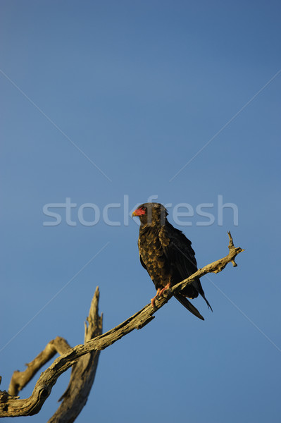 Bateleur Eagle Stock photo © hedrus