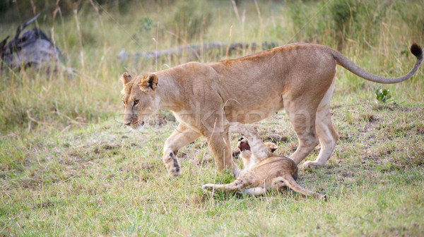 Lion cub (panthera leo) with his mother Stock photo © hedrus