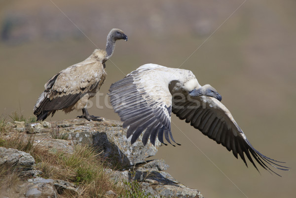 The Cape Griffon or Cape Vulture Stock photo © hedrus