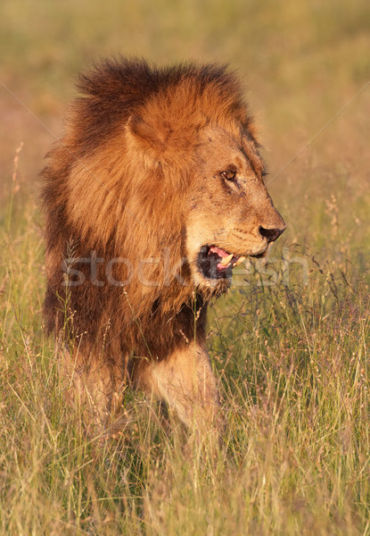 ライオン サバンナ 見える 怒っ 南アフリカ 日没 ストックフォト © hedrus