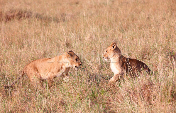 Two Lion cubs (panthera leo) in savannah Stock photo © hedrus