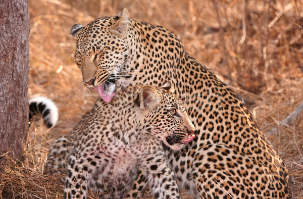Two Leopards cleaning each other in savannah Stock photo © hedrus