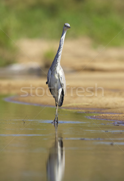 серый цапля птица ходьбе воды природы Сток-фото © hedrus