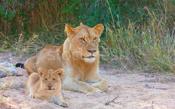 Lion cub (panthera leo) in a pride Stock photo © hedrus