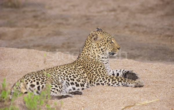 Leopard resting on sand Stock photo © hedrus