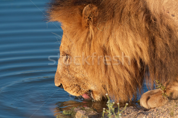 лев питьевая вода озеро ЮАР природы Сток-фото © hedrus