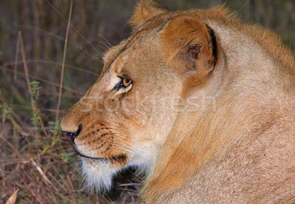 Löwen Savanne Südafrika erschossen Nacht Natur Stock foto © hedrus