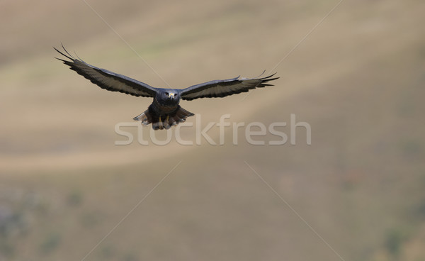канюк полет глядя добыча ЮАР горные Сток-фото © hedrus