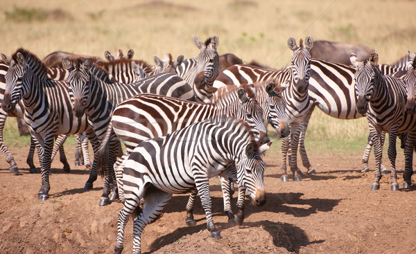 Turma zebrele african natură rezerva Africa de Sud Imagine de stoc © hedrus