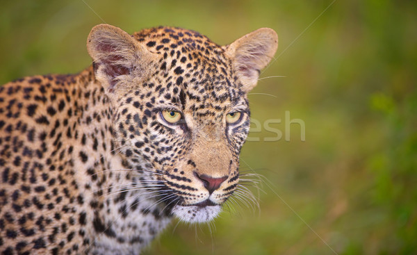 Leopard standing in savannah Stock photo © hedrus