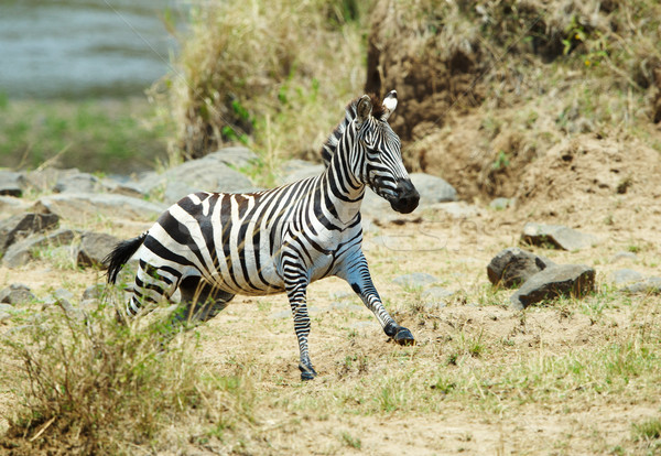 зебры африканских работает природы резерв ЮАР Сток-фото © hedrus