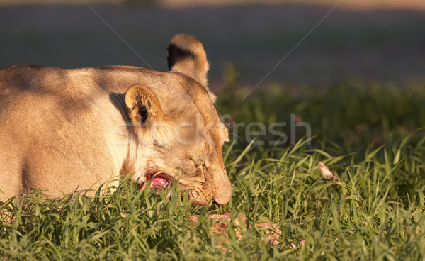 Foto stock: Leão · grama · alimentação · África · do · Sul