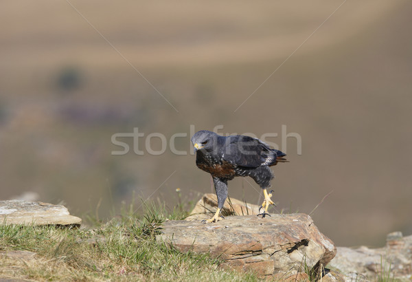 Poiana piedi rocce Sudafrica erba montagna Foto d'archivio © hedrus