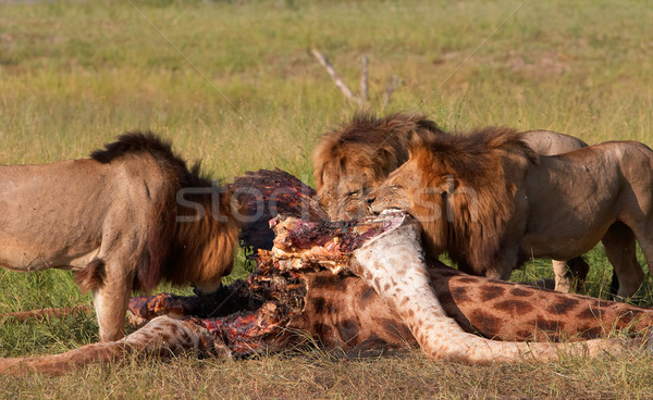 Three Lions (panthera leo) eating in savannah Stock photo © hedrus