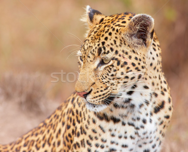 Stock photo: Leopard (Panthera pardus) sitting in savannah