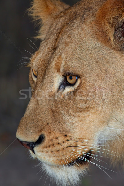 лев голову выстрел ночь ЮАР Сток-фото © hedrus