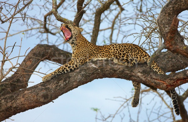 Leopard дерево природы резерв ЮАР Сток-фото © hedrus