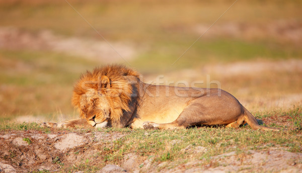 лев саванна многие лице спальный Ботсвана Сток-фото © hedrus