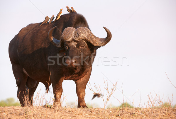 Buffalo (Syncerus caffer) in the wild Stock photo © hedrus