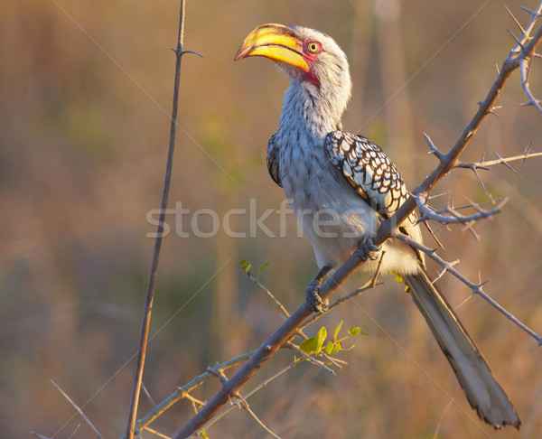 Southern Yellow-billed hornbill (tockus leucomelas) Stock photo © hedrus