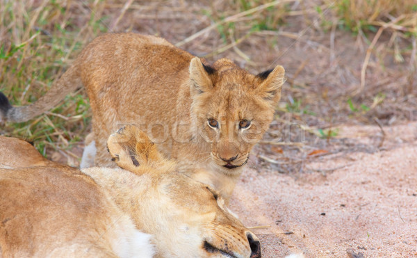 Lion cub (panthera leo) close-up Stock photo © hedrus
