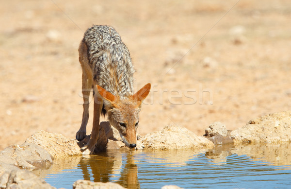 Ivóvíz Dél-Afrika fű Afrika állat áll Stock fotó © hedrus