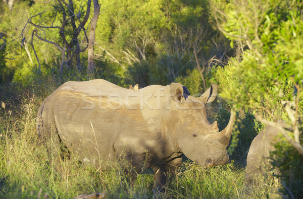 Large white rhinoceros Stock photo © hedrus