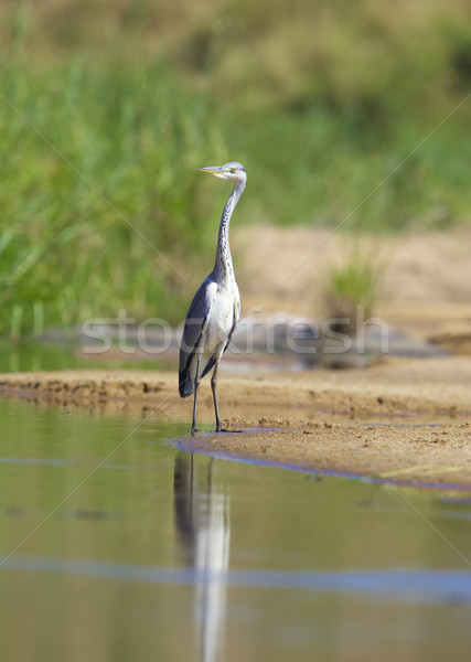 Grey Heron bird Stock photo © hedrus