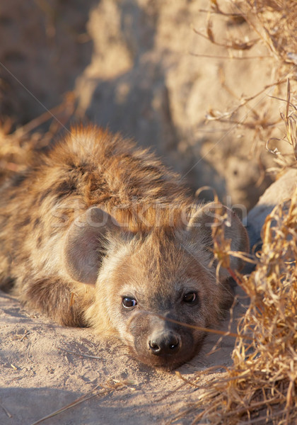 Baba föld Dél-Afrika Afrika természetes vadászat Stock fotó © hedrus