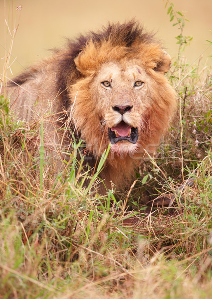 лев саванна забастовка ЮАР природы ходьбе Сток-фото © hedrus