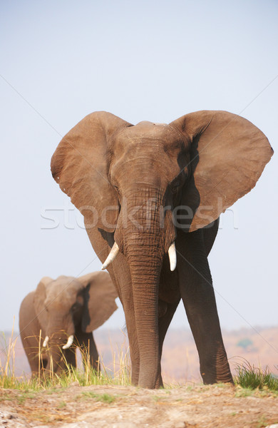 большой африканских Слоны еды саванна Ботсвана Сток-фото © hedrus