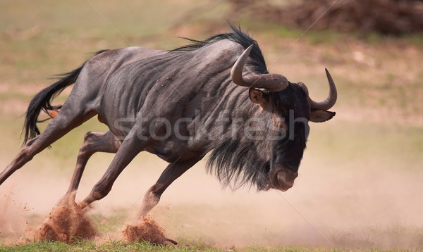 Blue wildebeest (Connochaetes taurinus) Stock photo © hedrus