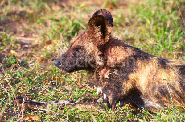 African Hund sehr gefährdete Arten Afrika Stock foto © hedrus