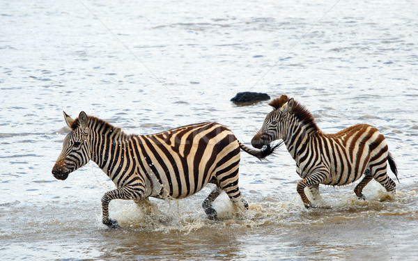 два африканских реке природы резерв Сток-фото © hedrus