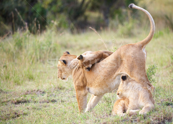 лев матери играет саванна ЮАР природы Сток-фото © hedrus