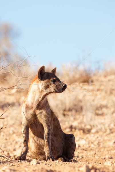 ül föld Dél-Afrika sivatag Afrika természetes Stock fotó © hedrus
