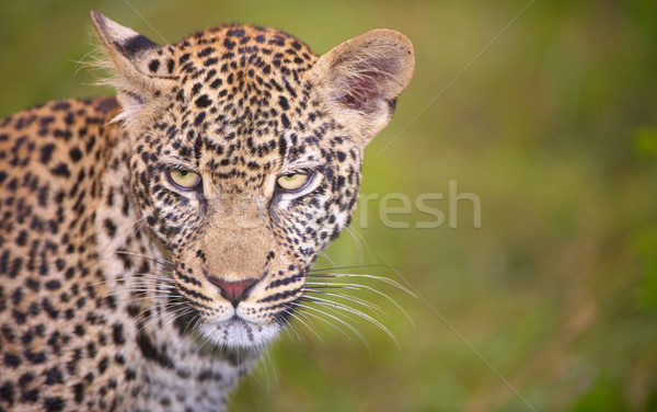 Stok fotoğraf: Leopar · ayakta · çim · savan · doğa · rezerv