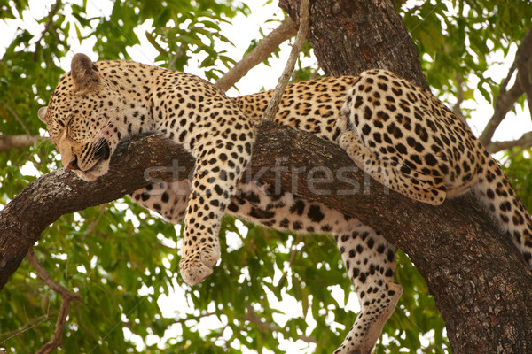 Leopard sleeping on the tree Stock photo © hedrus